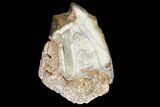 Fossil Running Rhino (Hyracodon) Molar - South Dakota #140935-1